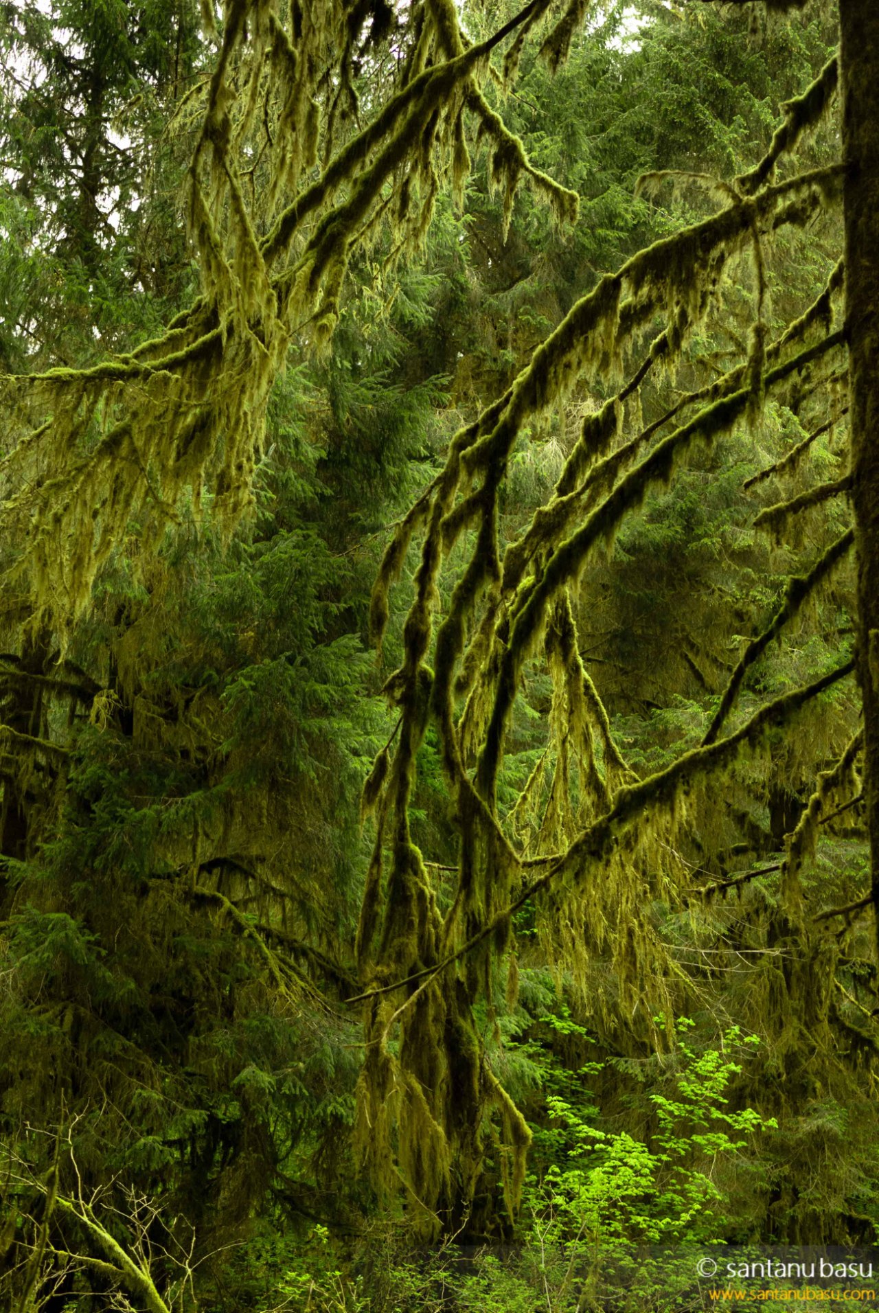 Olympic National Park