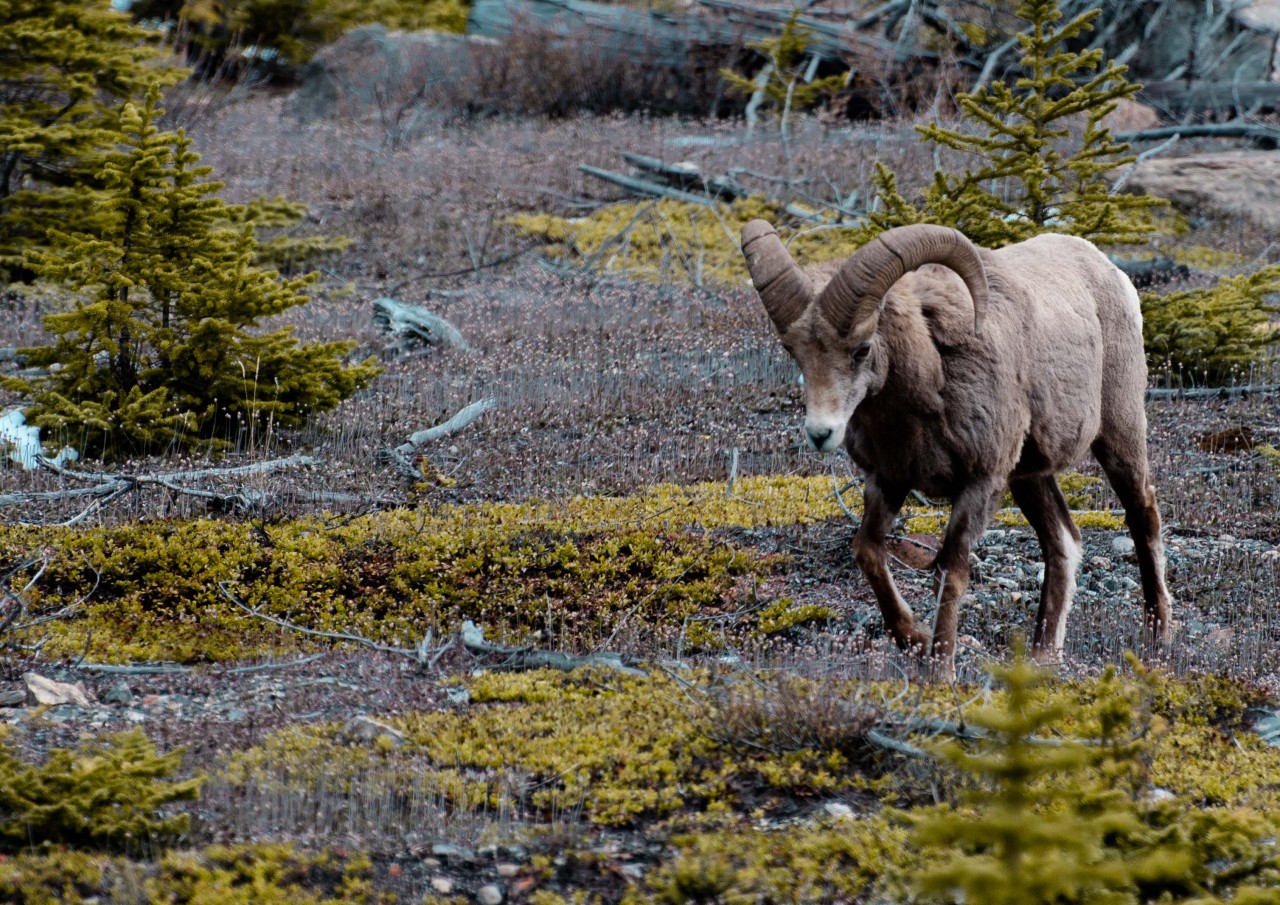 Banff and Jasper, Canada